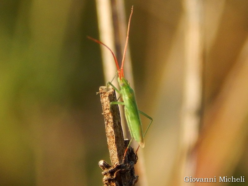 Miridae: Trigonotylus ruficornis